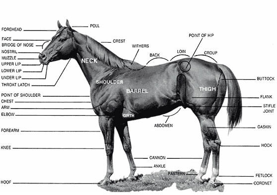 Level_I_Study_Page